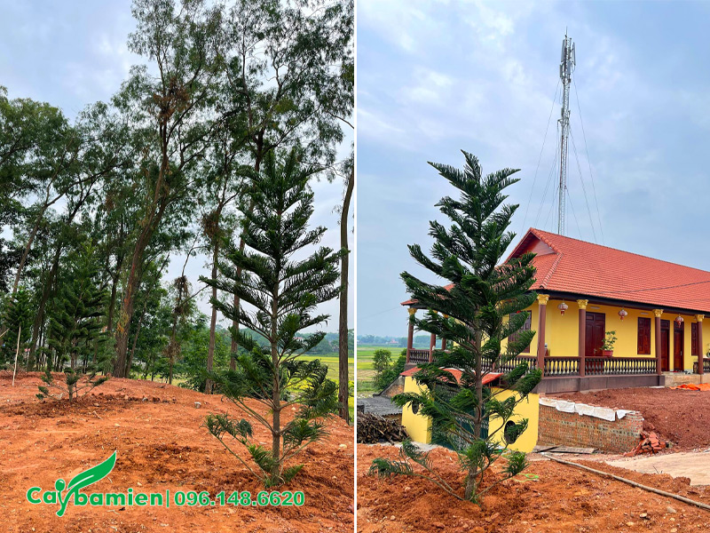 Trồng cây Tùng Bách Tán cao hơn 2m trên đất đỏ
