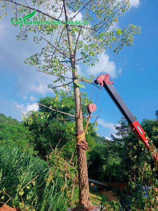 Cần cẩu đang di chuyển cây hoa gạo công trình cao 5 - 6m lên xe