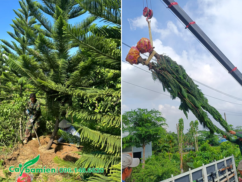 Công nhân đang bứng và cẩu đưa cây lên xe tải