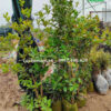 Hình ảnh Cây Cherry Anh Đào trồng phổ biến ở Việt Nam