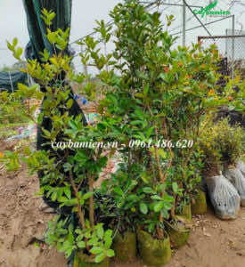 Hình ảnh Cây Cherry Anh Đào trồng phổ biến ở Việt Nam