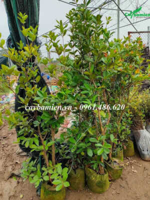 Hình ảnh Cây Cherry Anh Đào trồng phổ biến ở Việt Nam