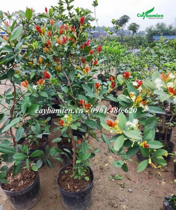 Cây Cherry Brazil lùn đã cho hoa