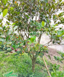 Chiều cao chỉ hơn 1m nhưng cây Cherry nhiệt đới đã cho rất nhiều quả
