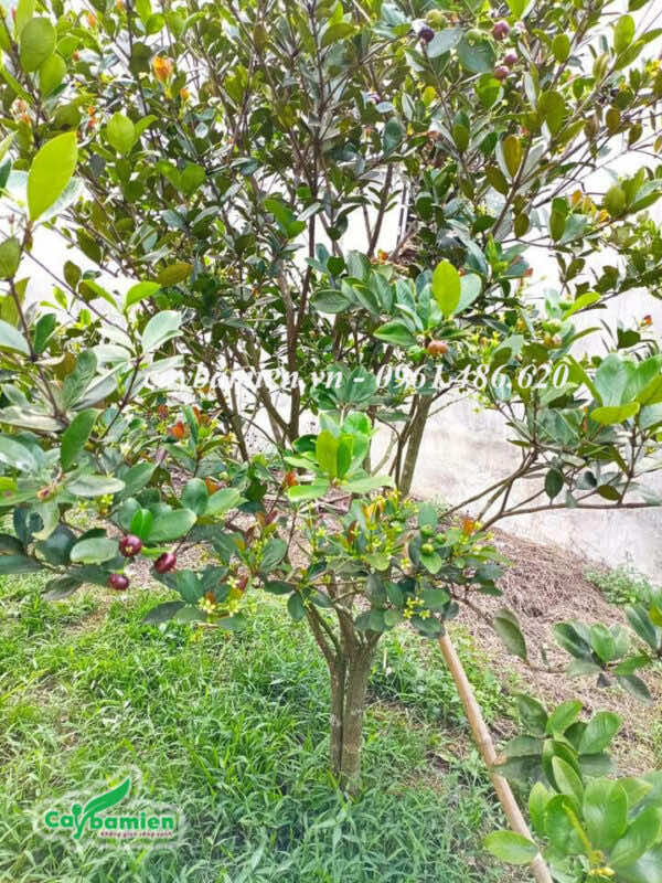 Chiều cao chỉ hơn 1m nhưng cây Cherry nhiệt đới đã cho rất nhiều quả