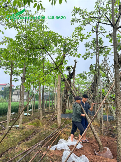 Bứng cây hoa gạo dâm ủ đường kính gốc trên 10cm