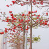Cây hoa gạo đỏ trồng công trình