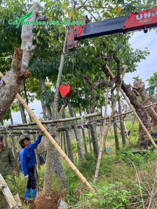 Hàng cây gạo hoa đỏ đã dâm ủ nhiều năm