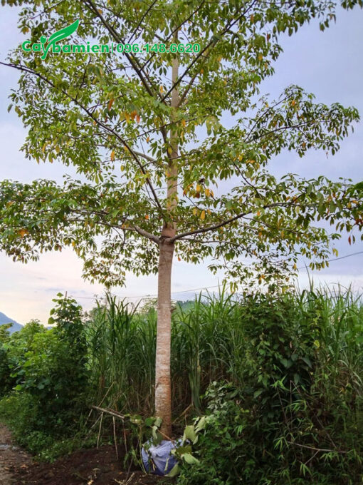 Bứng và để nguyên cành cây hoa Gạo đường kính gốc 20cm