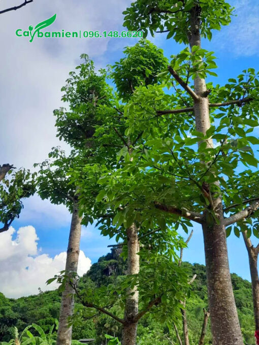 Cành nhánh sau thời gian giâm ủ đang ra lá mới