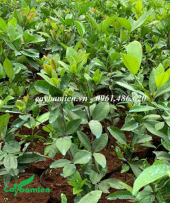 Vườn cây Cherry giống ươm hạt trong bầu