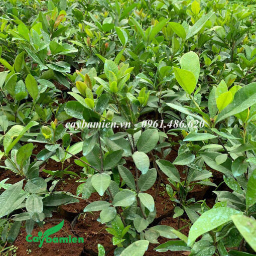 Vườn cây Cherry giống ươm hạt trong bầu