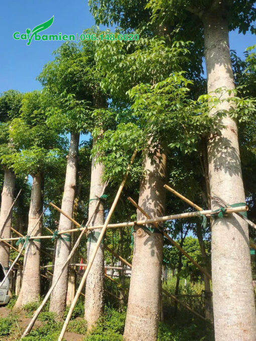 Vườn dâm ủ hàng chục cây gạo cổ thụ