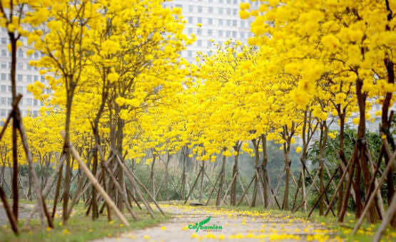 Đường phố rực rỡ với sắc hoa chuông vàng thân gỗ