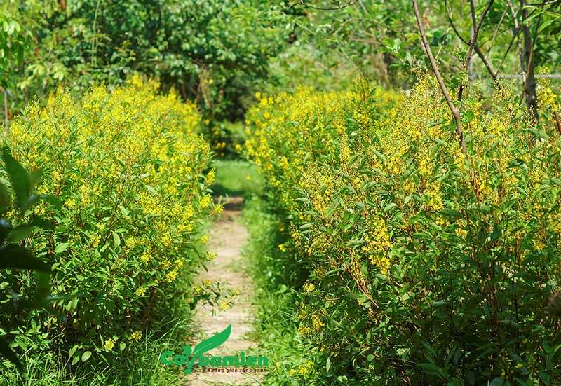 Cây Kim Đồng hoa vàng trồng ven đường, vỉa hè, nối đi