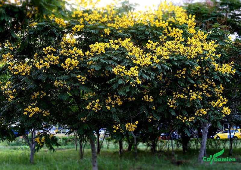Cây Lim Xẹt công trình mùa hoa nở vàng rực rỡ