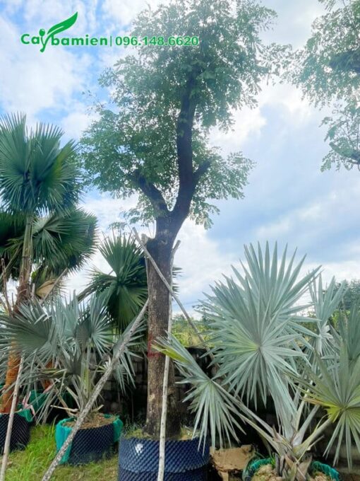 Cắm cọc chống để cây đứng vững