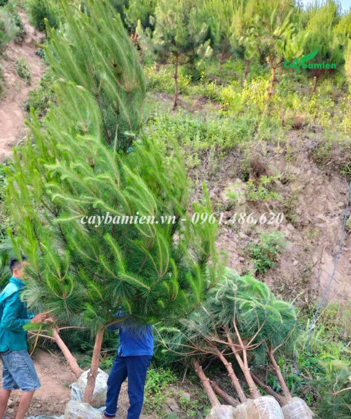 Cây Thông Đuôi Ngựa dáng hình nón đẹp, tán lá dày xanh mướt