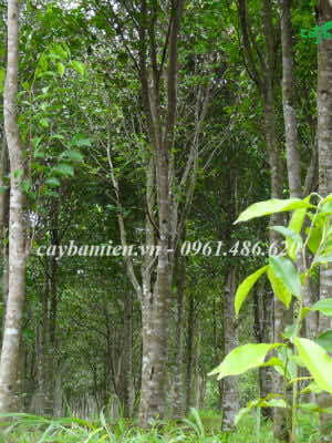 Khu rừng trồng cây Trầm Hương lâu năm