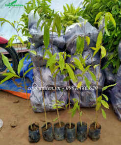 Cây giống Dó Bầu đạt chiều cao 100cm