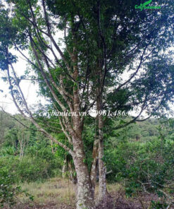 Một cây Trầm Hương trưởng thành, táo tán thấp