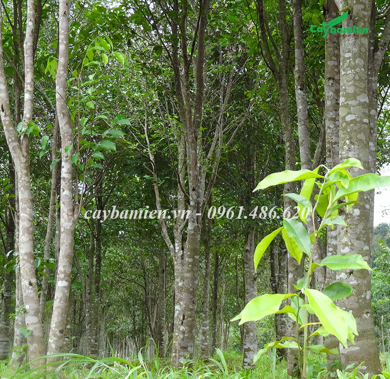 Khu rừng trồng cây Trầm Hương lâu năm