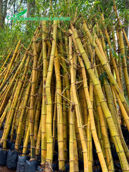 Tre vàng cao 2m đã dâm ủ trong bầu