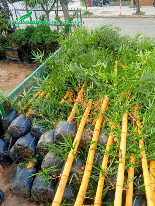 Chiều cao cây tre vàng hơn 2m, lá xanh tốt