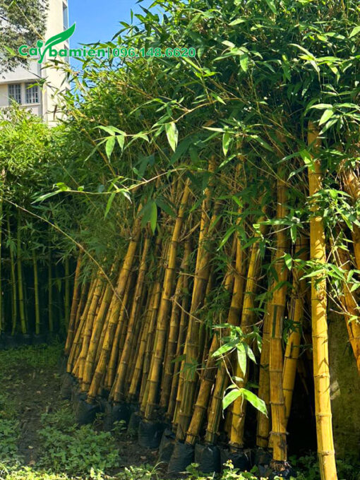 Cây Tre Vàng sọc xanh trồng hàng rào