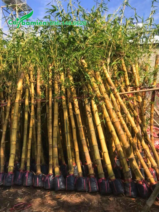 Những cây dâm ủ kích thước đồng đều được xếp cùng với nhau