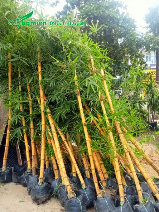 Tre vàng cao hơn 2m, đường kính gốc 5 - 10cm
