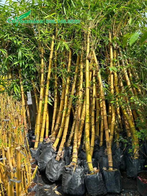 Cây tre vàng đường kính 5 - 8cm