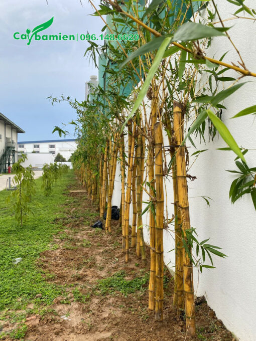 Những bụi tre vàng mới trồng, mỗi khóm khoảng 5 - 7 cây