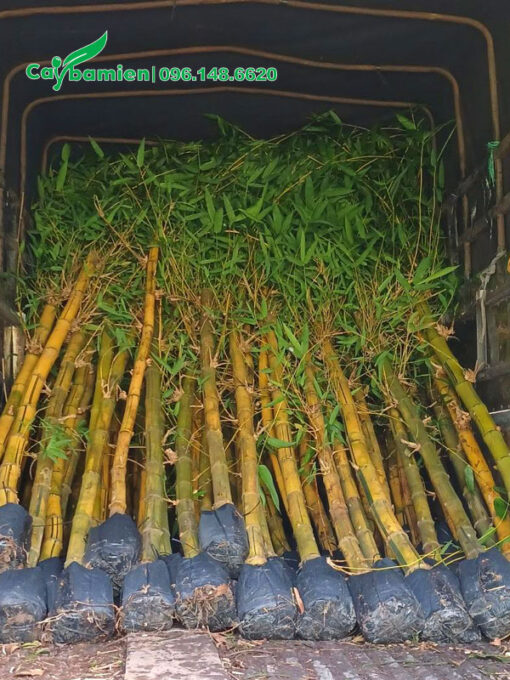 Tre vàng cao 2m được xếp gọn lên thùng xe tải