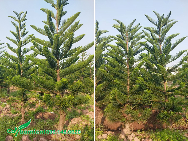Vườn cây Tùng Bách Tán cao 3m, đã dưỡng ủ kỹ