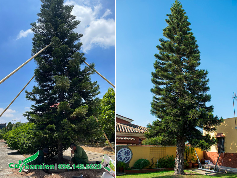 Cây Tùng Bách Tán cổ thụ, chiều cao 10m trở lên