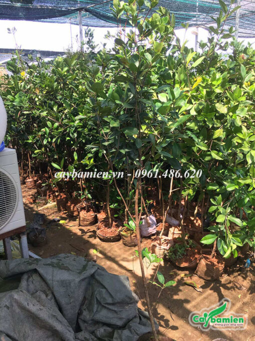 Vườn cây cherry giống được che lưới đen