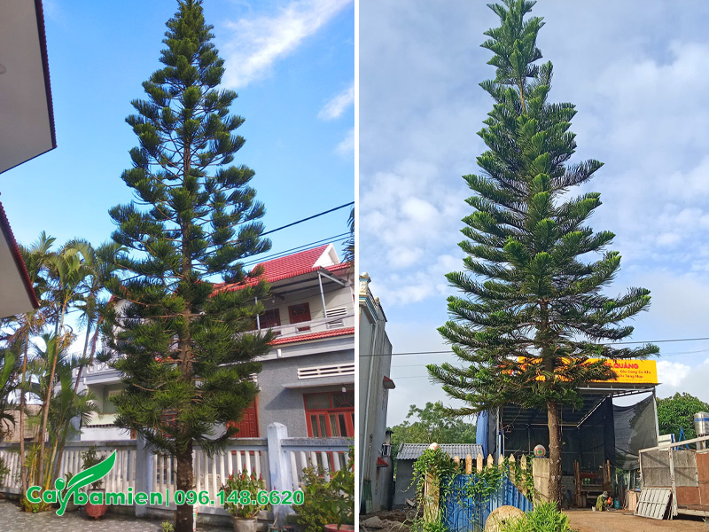 Cây Tùng Bách Tán cao 8 - 10m trồng trước nhà