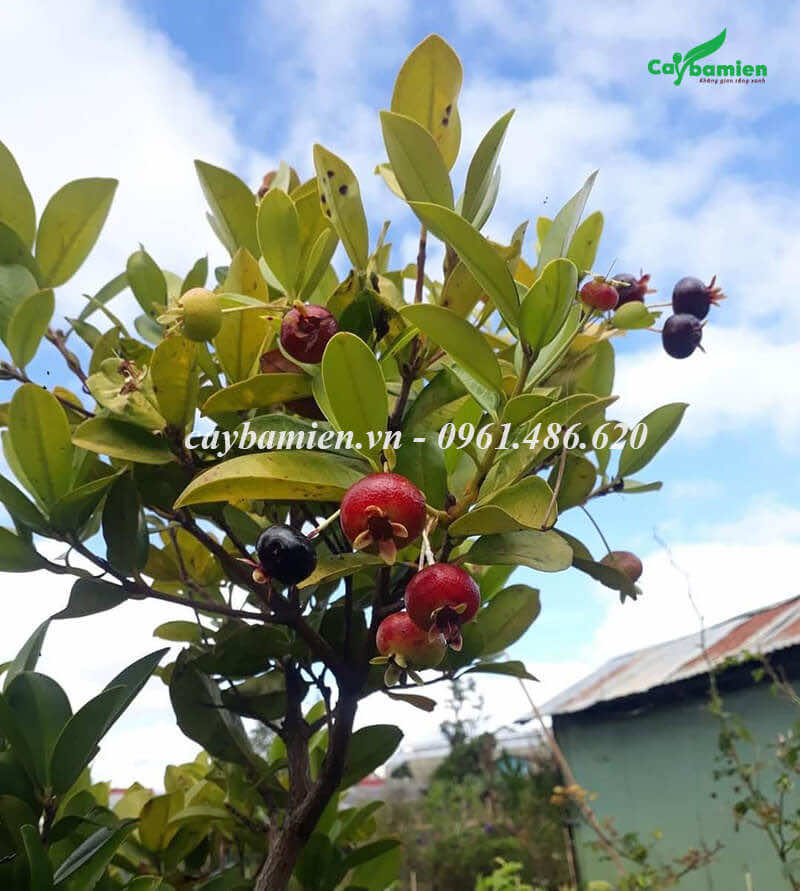 Cây Cherry Brazil có quả bắt đầu chín