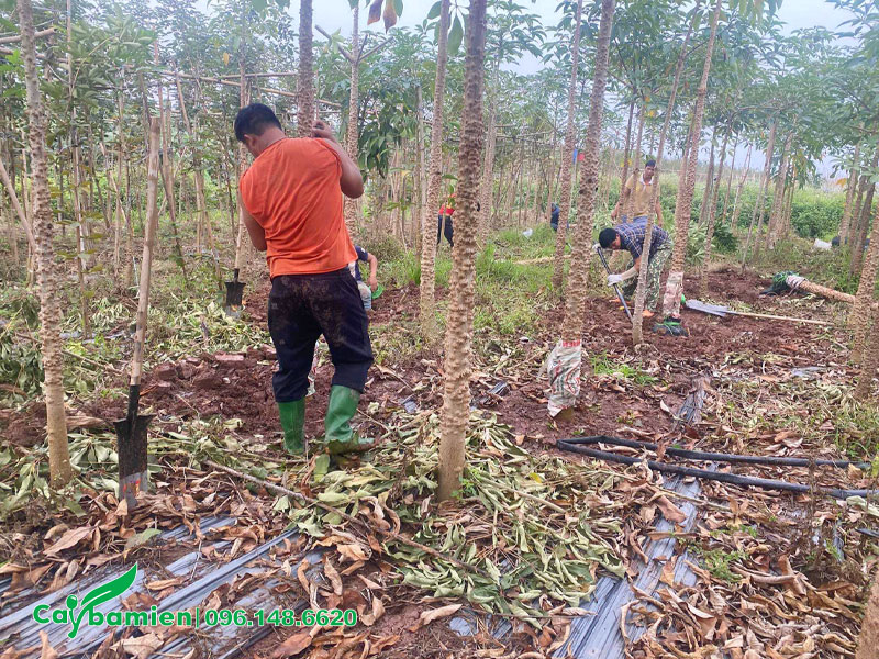 Công nhân đang tiến hành bứng số lượng lớn cây Gạo Đỏ đường kính gốc 15cm