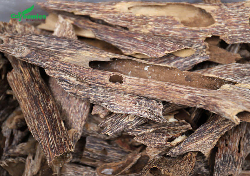 Trầm Hương được đẽo từ gỗ cây Dó Bầu
