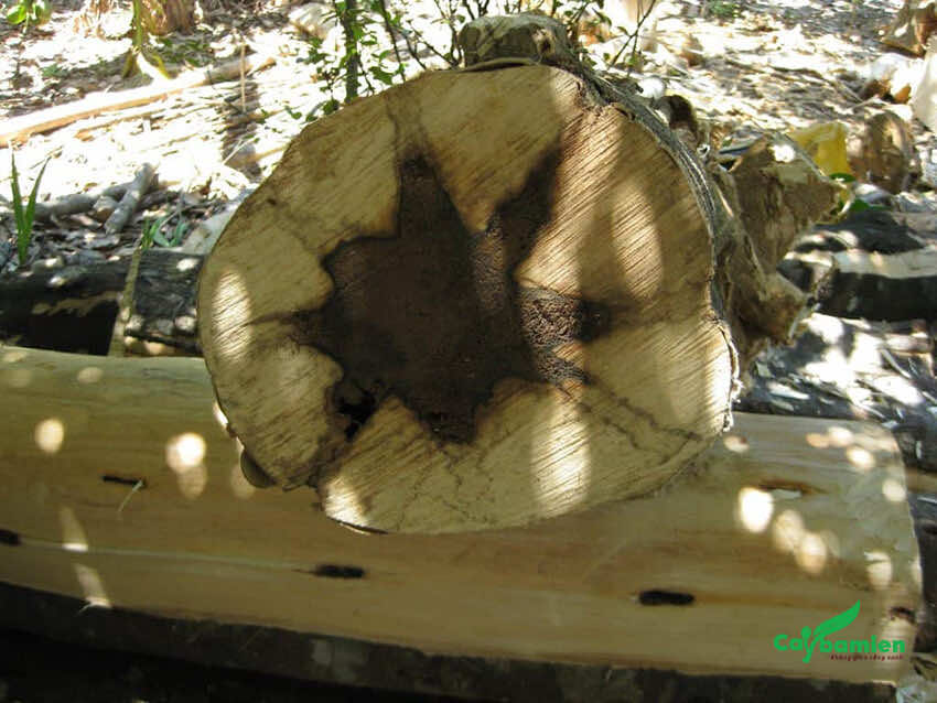 Trầm được tạo thành khối ở giữ thân cây