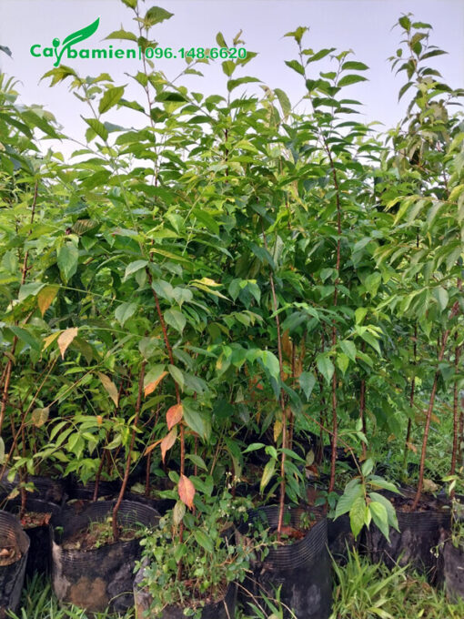 Bán cây Anh Đào giống giá rẻ