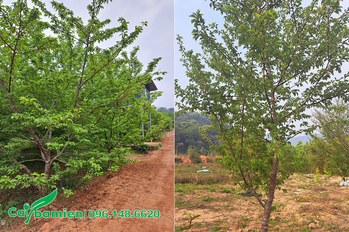 Mua cây Anh Đào đánh thẳng tại vườn, cây từ 10 năm tuổi trở lên