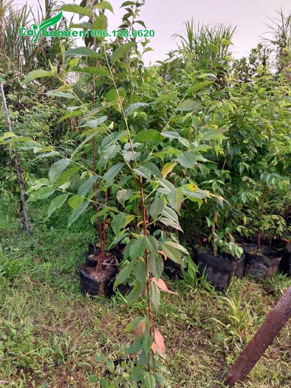 Cận cảnh cây giống Anh Đào cao 1m, đk 1 - 1,5cm