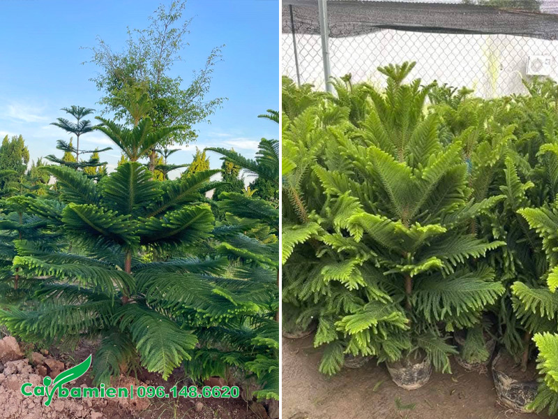 Vườn cây giống Tùng Bách Tán cao 60cm