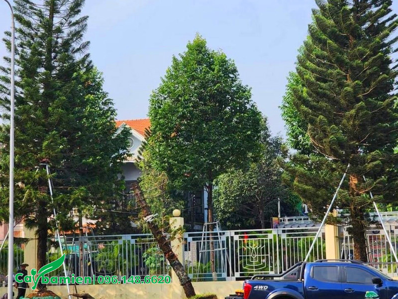 Cây cảnh công trình đẹp, hình dáng sang trọng, bề thế