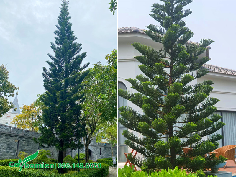 Cây Tùng Bách Tán trồng trước nhà đẹp
