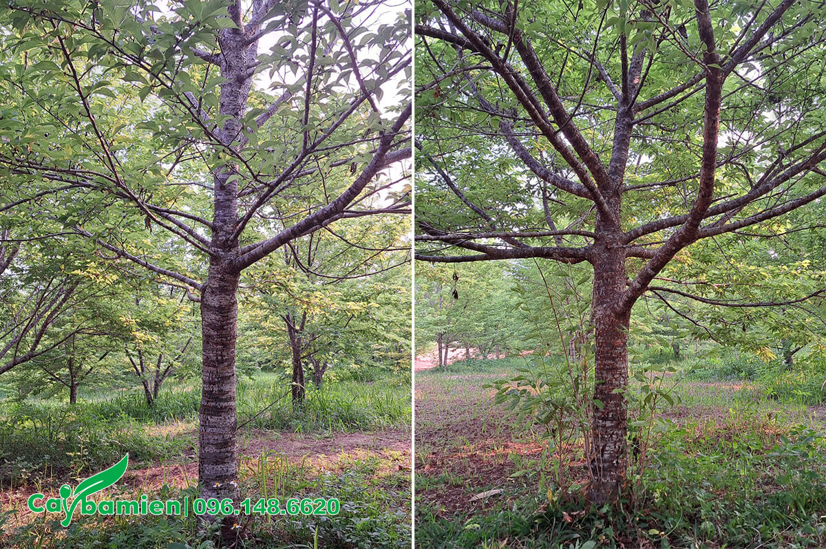 Vườn trồng cây Anh Đào lâu năm, tán lớn, đường kính 30cm