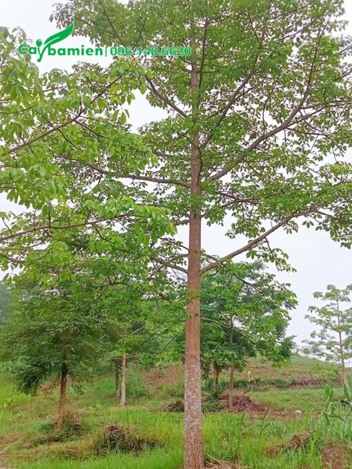 Cây Gạo lâu năm đường kính thân 15 - 18cm đo cách gốc 1m